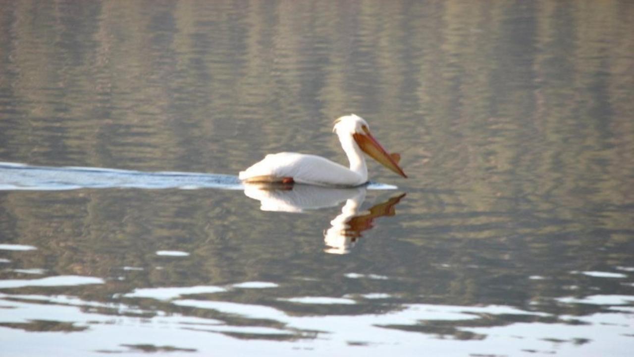 Вилла Feathernest On The Lake Fawnskin Экстерьер фото